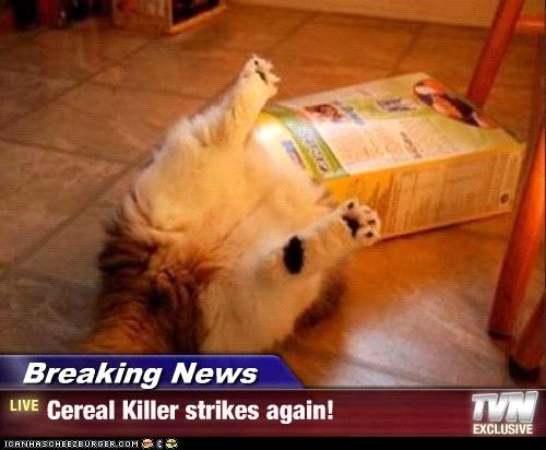 cereal killer cat.jpg