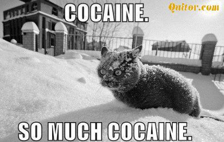cocaine cat.jpg