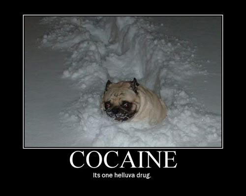 cocaine-dog.jpg