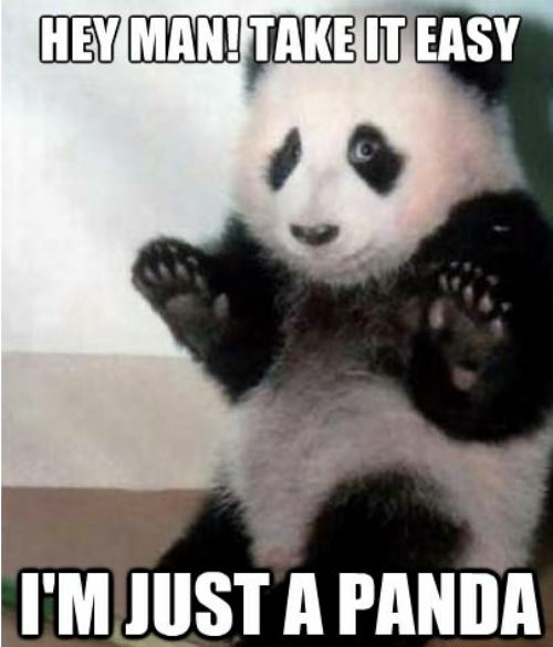 hey panda.jpg