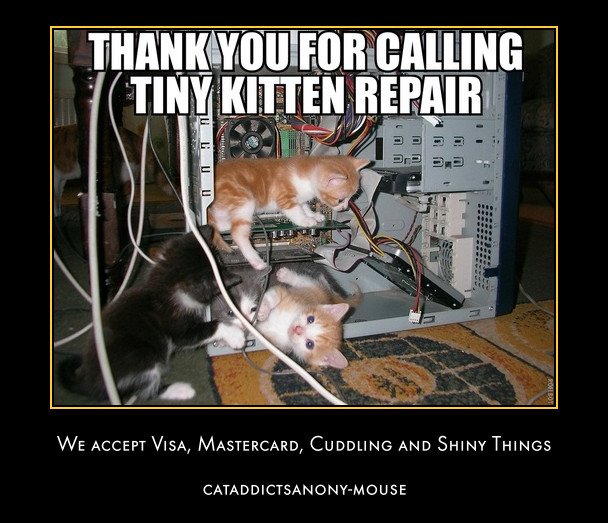 kitten repair 400399_299789346733863_236124369767028_917136_1712958113_n.jpg